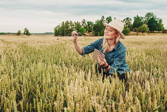 Агро саланы дамытуда агроном мамандары жетіспейді