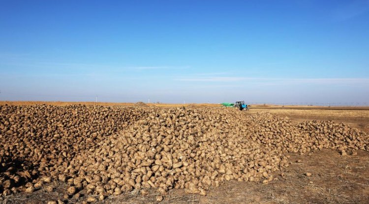 123 мың тонна: Қант қызылшасын қабылдау қарқын алды