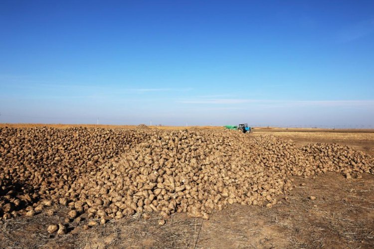 123 мың тонна: Қант қызылшасын қабылдау қарқын алды