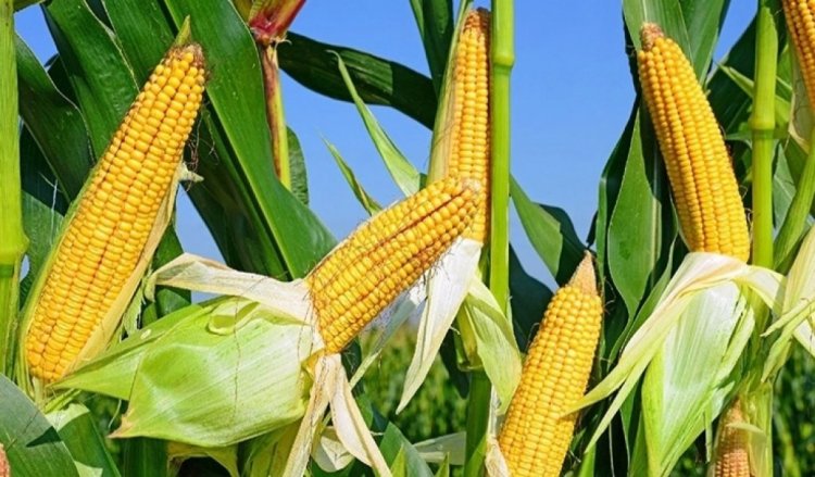 Жамбыл облысында жүгеріні терең өңдейтін зауыт салынып жатыр