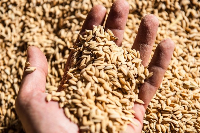 Қазақстан астық экспортына қолдау көрсетуді 2026 жылға дейін ұзартты