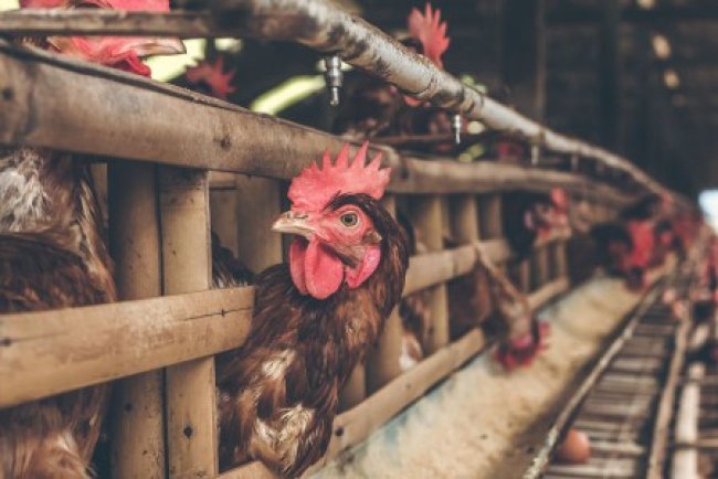 Екі жылда елдің ішкі нарығы құс етімен 100 пайыз қамтамасыз етіледі