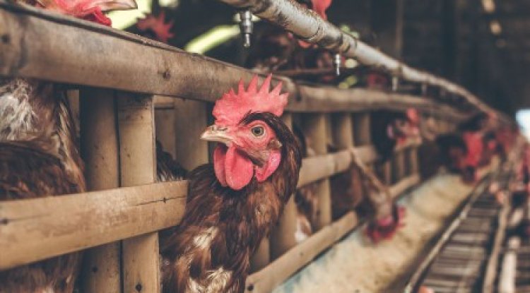 Екі жылда елдің ішкі нарығы құс етімен 100 пайыз қамтамасыз етіледі