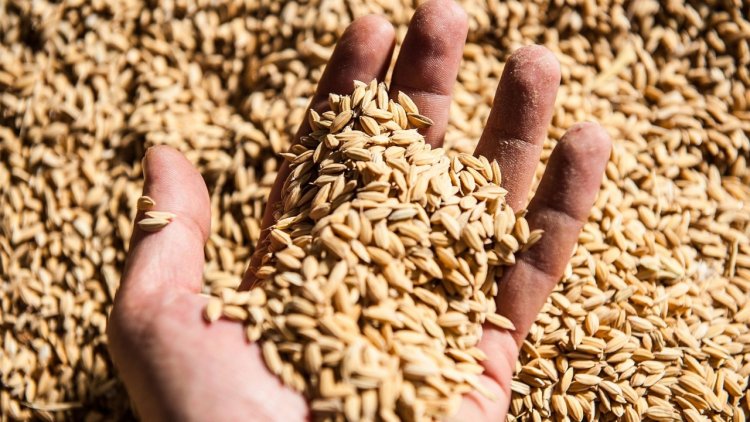 Қазақстан астық экспортына қолдау көрсетуді 2026 жылға дейін ұзартты